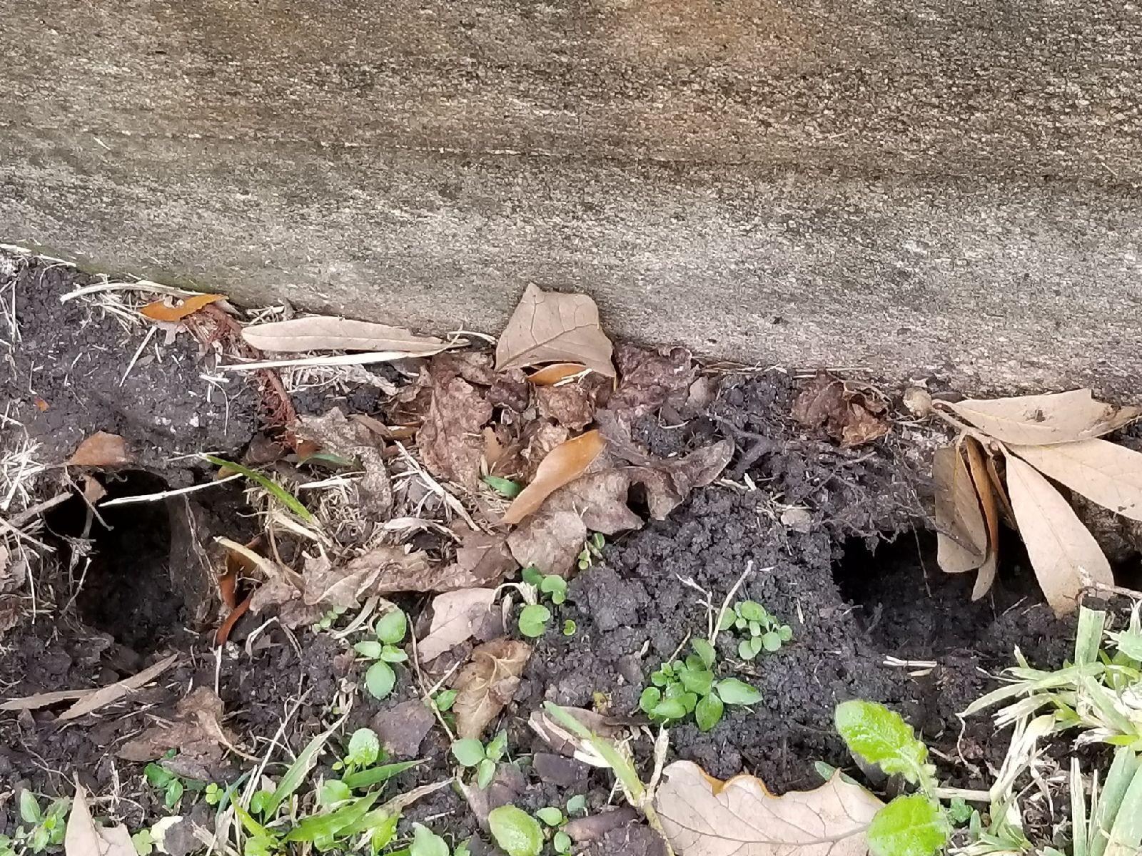 Houston Rodent Control Rat & Mouse Preventive Pest Control